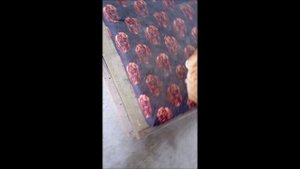 Собака. Кот. Том и Фокс