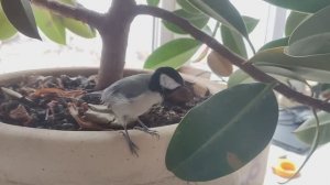 Наши синицы: Большая синица и Московка (черная синица)