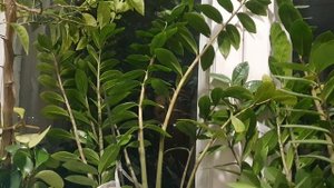 Прощенья мне нет...