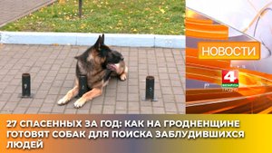 27 спасенных за год: как на Гродненщине готовят собак для поиска заблудившихся людей