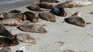 Массовую гибель тюленей зафиксировали на побережье Каспийского моря в Казахстане