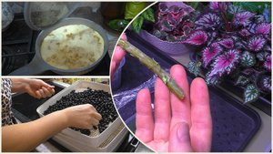 Омлет с белыми грибами. Сушу чёрную рябину. Орхидеи. Бегонии. Эписции довожу до ума.