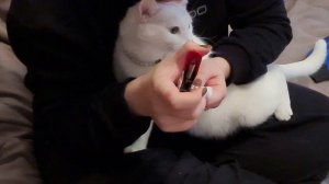 Милку вычёсывают и стригут коготки