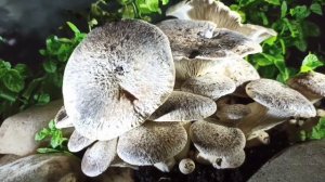 Как растут грибы. Вешенка степная