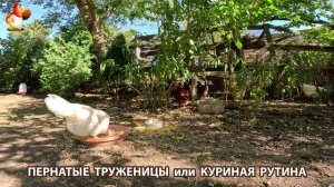 Куриная рутина – что делают куры на выгуле 😂 эпизод (46)