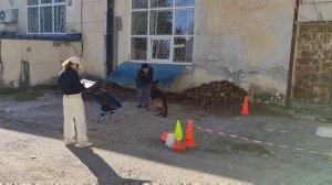 Хедда Каралинг Сильва Кин, 9,5 лет. Квал соревнования, ноузворк РАНВ 2.11.25 Севастополь. Местность