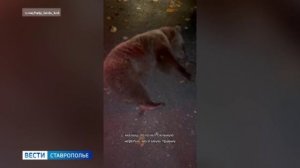 Ставропольские волонтеры выхаживают пострадавшего в ДТП медведя