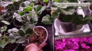 ПЕЛАРГОНИИ в ноябре. Зимнее содержание