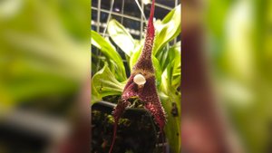 В "Аптекарском огороде" проснулась орхидея-вампир