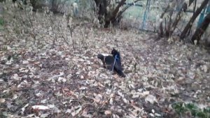 На родной тропинке.