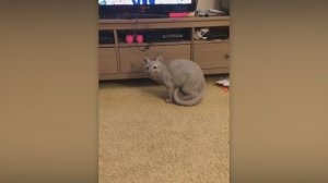 NEW! BRAIN TIME.  КОГДА ЖИВОТНЫЕ ИСПУГАЛИСЬ БЕЗ ПРИЧИНЫ