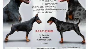 щенки Добермана на продажу