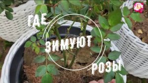 ГДЕ ЗИМУЮТ РОЗЫ В ВАЗОНЕ