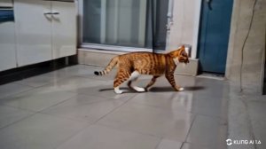 Милы котики созданные нейросетью.