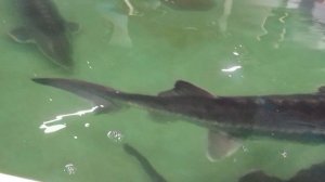 Поездка в Лаишево