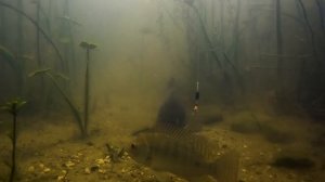 Видео от За Трофеем: Охота и Рыбалка