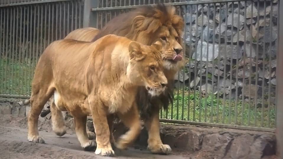 Лев Ричард и Найти в ожидании ужина перестали воевать и вместе прогуливаются по вольеру.