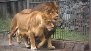 Лев Ричард и Найти в ожидании ужина перестали воевать и вместе прогуливаются по вольеру.