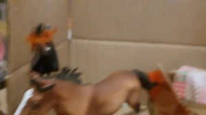 лошади шляйх 24 часа в студии