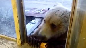 На Колыме медведь заглянул в гости к людям