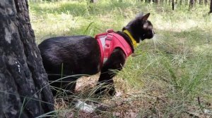 Элис на прогулке