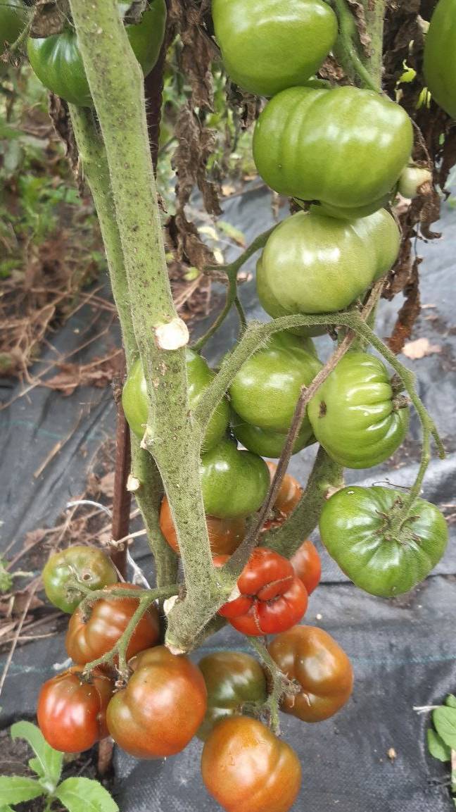 Гном Спящая Леди (Австралия)