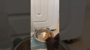 Тёма микро йоркширский терьер