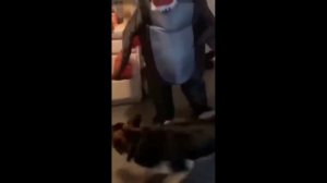 Забавные животные№142