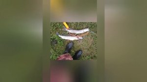 Сезон 2025 по открытой воде закрыт! Хорошо провел время в этом сезоне👍 Рыбалка удалась😊🎣