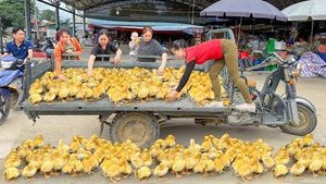 Продаю жителям деревни маленьких утят. Хуонг из Вьетнама.