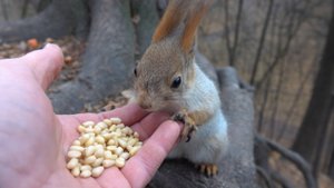 Немного о Белке с хвостиком