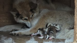 Чеза кормит щенков