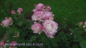 Цветение розы Серафим в 2025 году