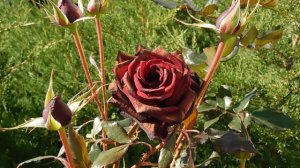 03=11=2025  ник  КМР (47)