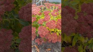 Последние яркие пятна осени в саду.