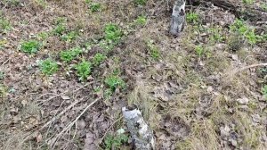 Прогулялся по лесу за грибами.