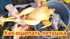 Как ощипать молодого петуха.