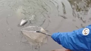 Рыбалка состоится в любую погоду. Поимки форели на Спорт-зоне. Клёвое место Лосиный остров.