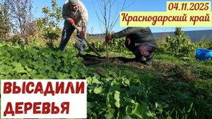 Высадили деревья на нашем участке(04.11.2025).