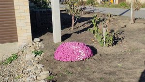 Великолепие хризантем. КП Южная столица, ул. Ейская, Южный, Краснодар, 03.11.25.