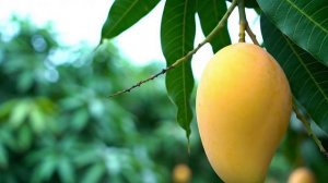 Желтый колор