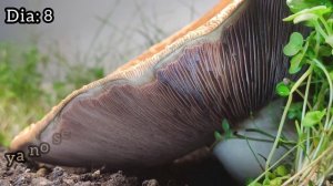 Как растут грибы. Шампиньон двухспоровый.