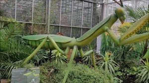 насекомые в парке отдыха