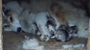 Чеза с щенками