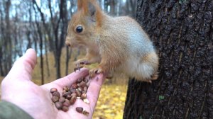 Покормил незнакомую белку