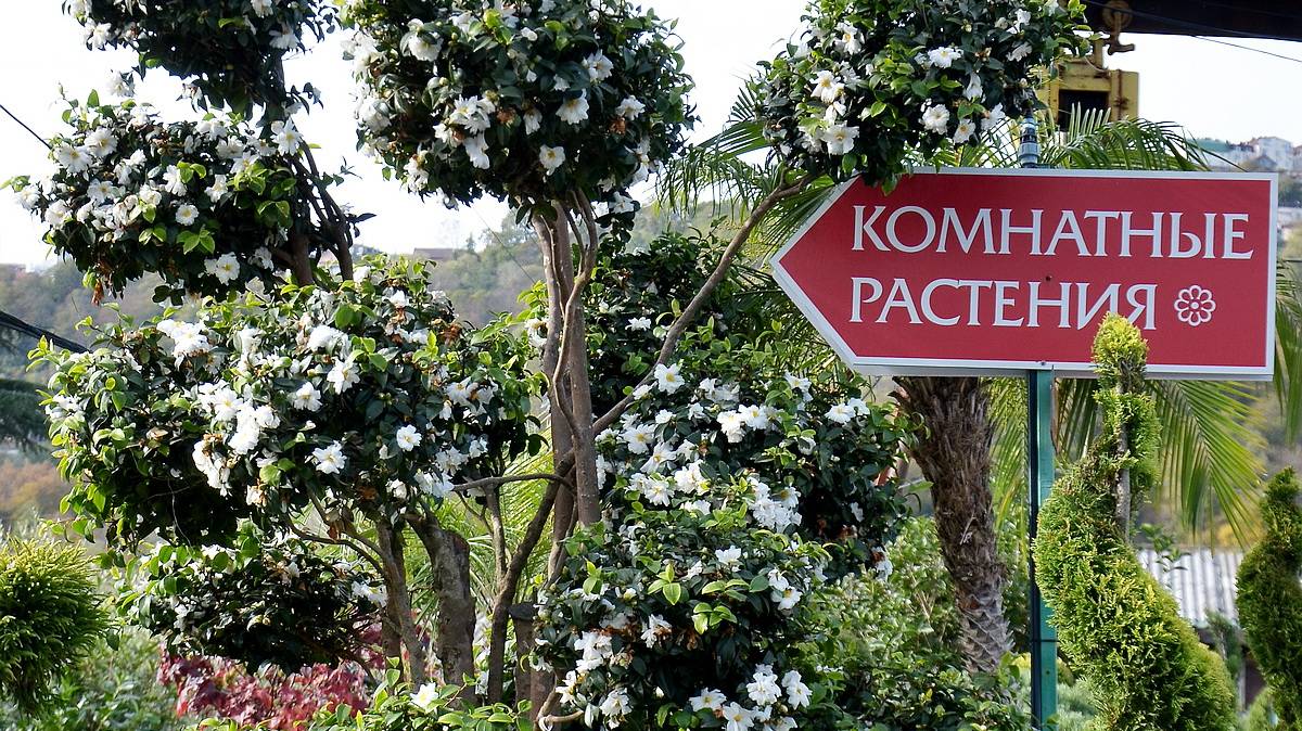 Акция! Скидка 20-25 на комнатные растения