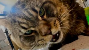 Чеширский кот Чаритон Кун осень 2025