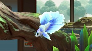 Сиамский петушок