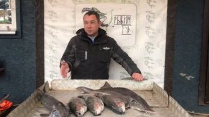 улов на малом водоёме