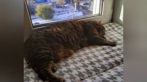 Лежанки для кошек